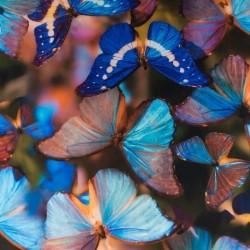 Jersey ITY Schmetterlinge blau