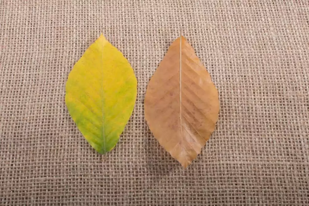 Trockene Herbstblätter auf Leinen